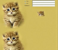 Friendly Kitten