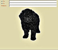 Maggie Toy Poodle