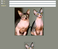Shocked Cats