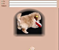 Toy Poodle