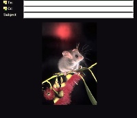 Pygmy Possum