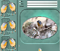 Pardalote