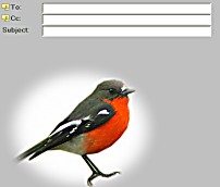 Flame Robin