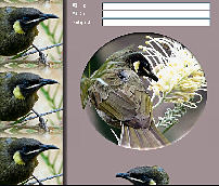 Honeyeater