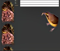 Kentucky Warbler